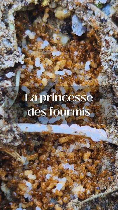 La princesse des fourmis