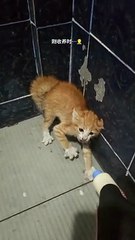 Grumpy Cats Doing Funny Things