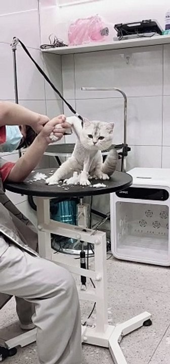 Curious Cat in Hilarious Situations