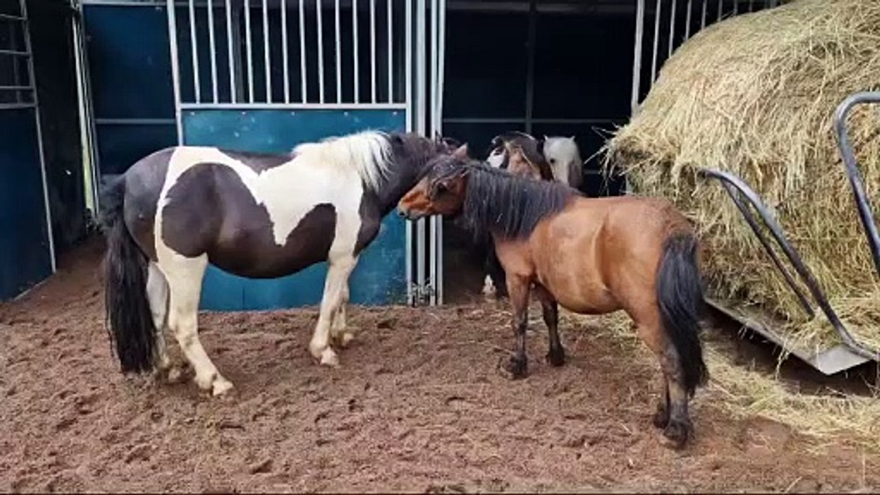 poneys au paddock au refuge Canima à Avilley