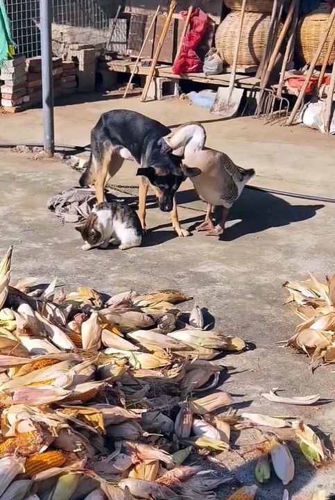 Funniest cats and kittens #cat  #catlover #funnycats