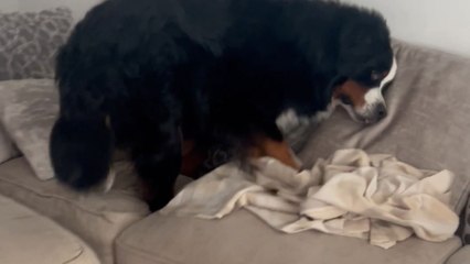 Dog hilariously tries to escape toothbrush by 'disappearing' in cushions