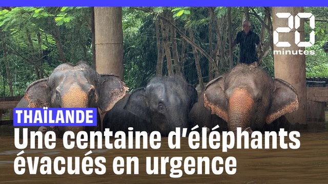 En Thaïlande, une centaine d’éléphants ont été évacués en urgence à cause des inondations