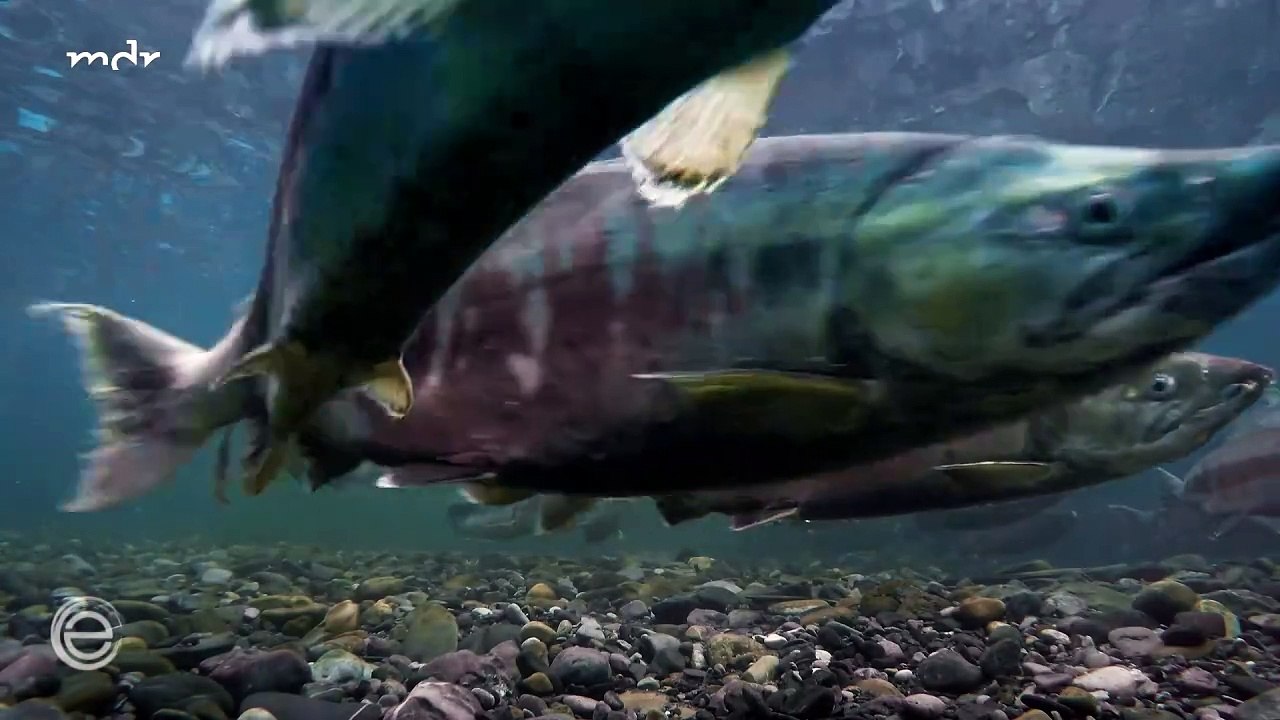 Flussgiganten (3) - Der Yukon