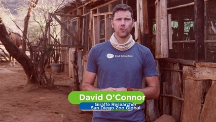 You Have To Check Out This Amazing Giraffe Orphanage in Kenya