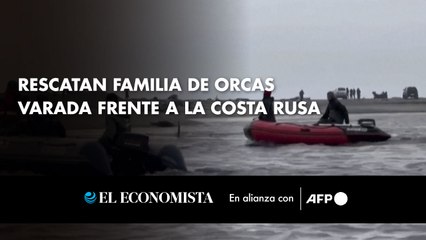 Rescatan familia de orcas varada frente a la costa rusa