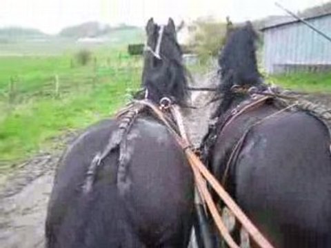 Balade en attelage en Argonne