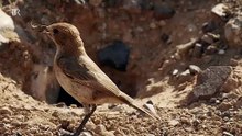Wildes Marokko · Der goldene Süden