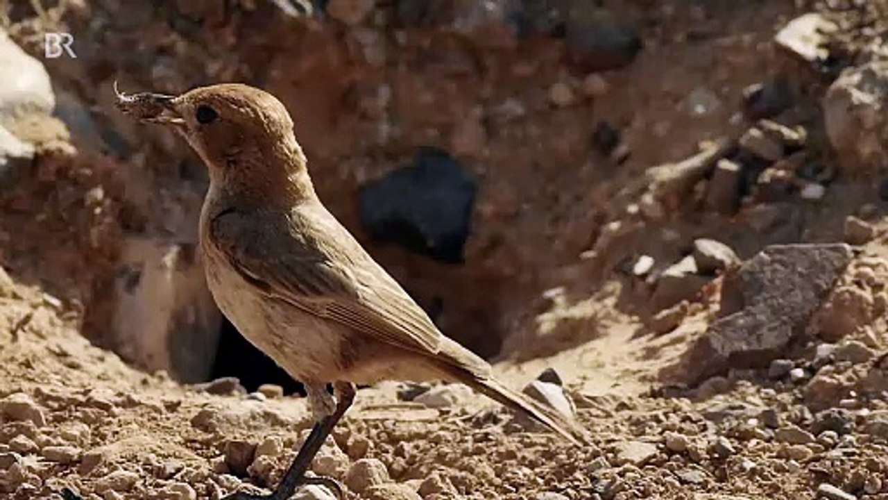 Wildes Marokko · Der goldene Süden