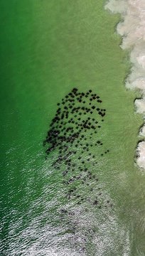 Drone capta momento em que arraias passam por águas cristalinas de Bombinhas