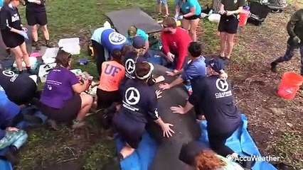 下载视频: Rescuers save manatees that were trapped by Helene's storm surge in a Florida pond