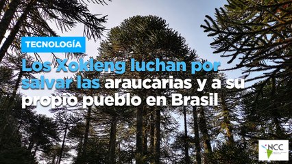 Los Xokleng luchan por salvar las araucarias y a su propio pueblo en Brasil