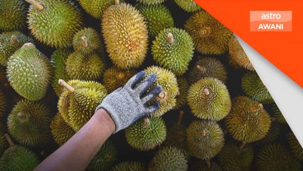Durian segar Malaysia di China habis dijual tidak sampai 24 jam