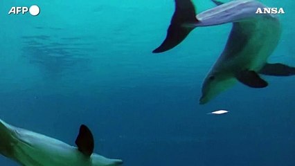 I delfini "sorridono" mentre giocano