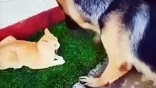 Pet Videos 0001