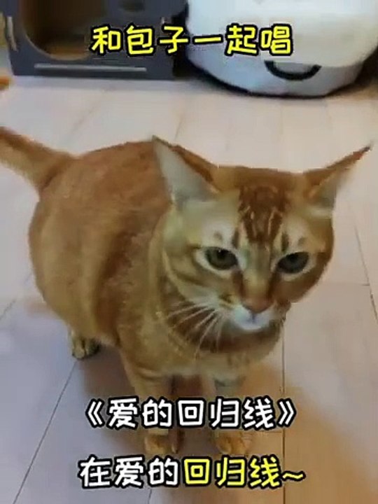 Pet Videos 0002