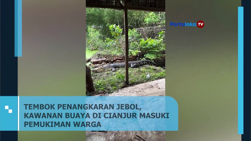 Gegara Tembok Pembatas Jebol, Sejulah Buaya Berkeliaran ke Pemukiman Warga