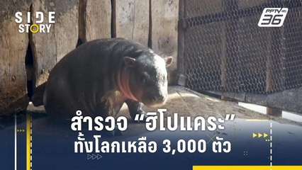สำรวจจำนวน "ฮิโปแคระ" ทั้งโลกเหลือ 3,000 ตัว | Side Story