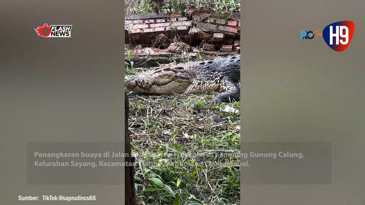 Ngeri! Tembok Penangkar Jebol, Puluhan Buaya Masuk ke Pemukiman Penduduk di Cianjur
