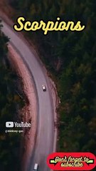 Animal Facts        Scorpions          #shorts