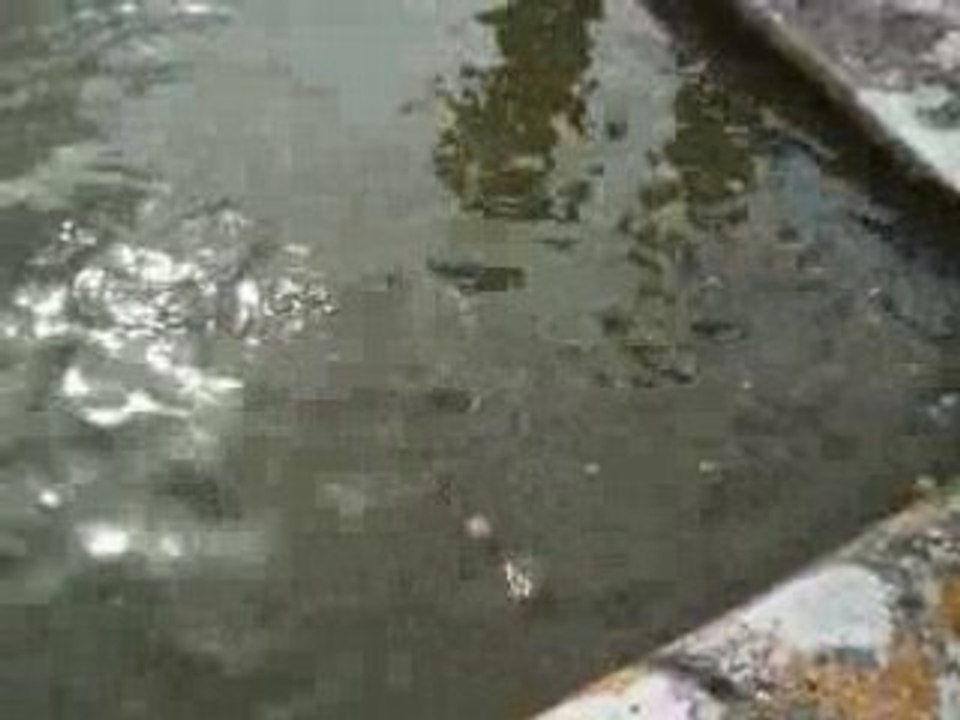 carpes au chateau de chantilly