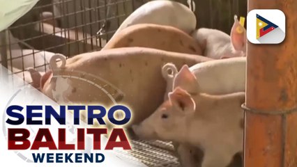 D.A., nakapagtala ng 90% antibody count sa ilang baboy na nabakunahan kontra ASF