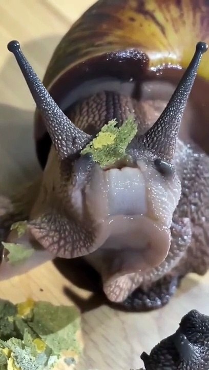 Découvrez la façon adorable dont les escargots se régalent ! Ne manquez pas cette expérience fascinante !