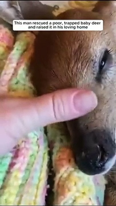 This man saved a helpless fawn and raised it in his loving home #animalshorts #shortvideo