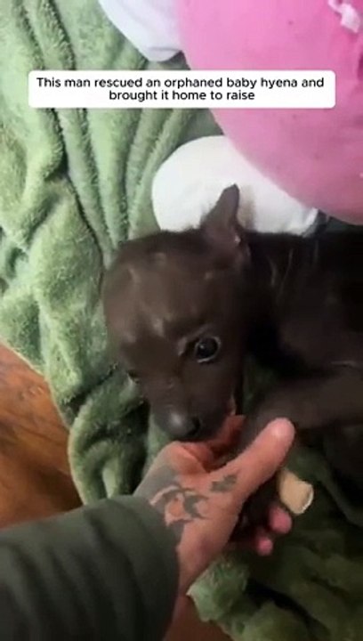 this man saved baby hyena