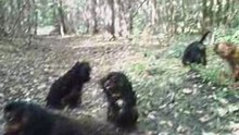 Dogs in forest