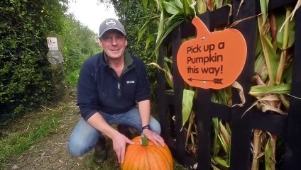 Pumpkin picking in Shrewsbury at Battlefield Farm Shop.