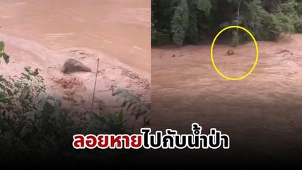 บีบหัวใจ ! น้ำท่วมเชียงใหม่หนักอีกรอบ ช้างถูกน้ำป่าพัดลอยหายไม่ทราบชะตากรรม