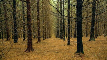 Le temps des forêts