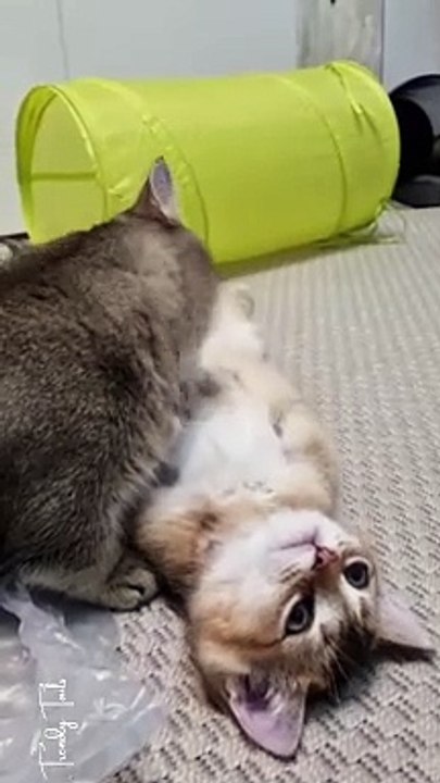 Cat Family