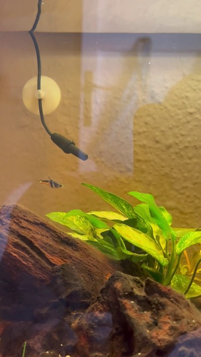 Guppy endler
