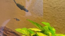 Guppy endler
