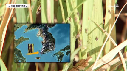 “방충망 뚫고 들어와요” 벼멸구, 도심까지 점령