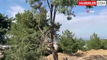 Zabıta, Doğa Katliamına 'Dur' Dedi: Firmaya 140 Bin Lira Ceza