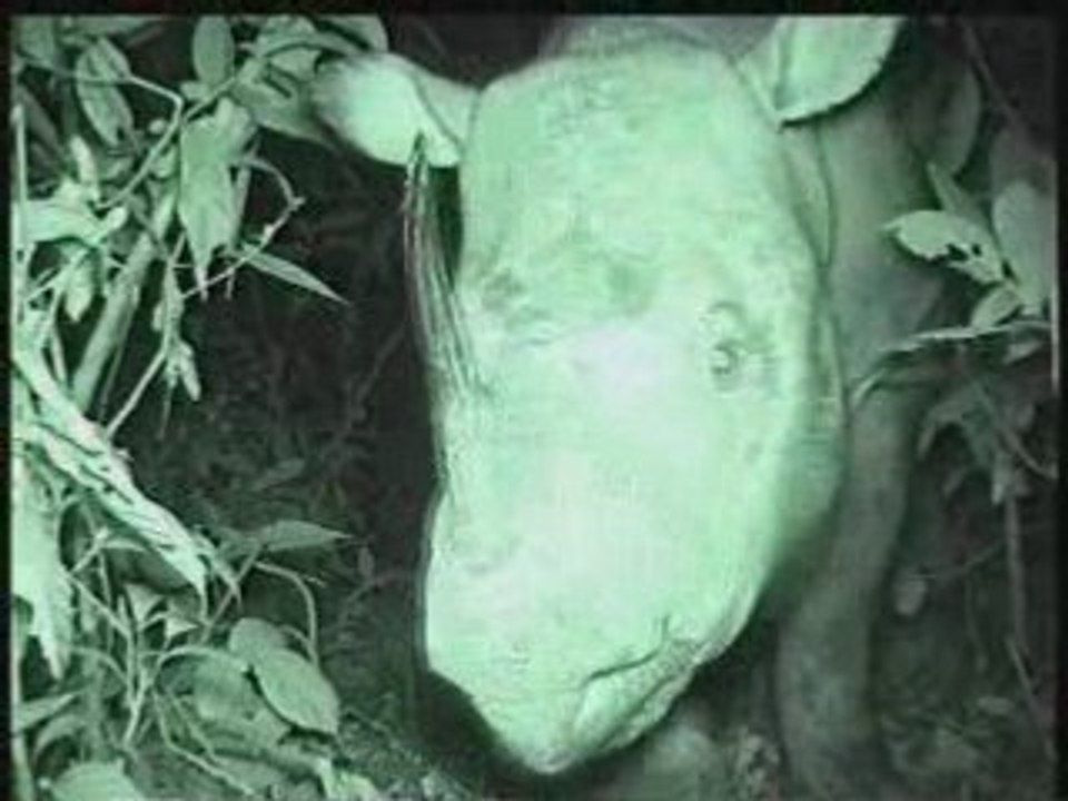 Rinoceronte del Borneo