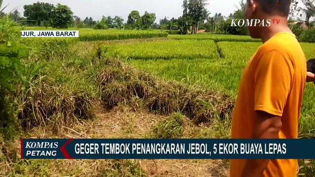 Heboh Buaya Lepas di Cianjur Usai Tembok Penangkaran Jebol, Warga Minta Lokasi Segera Pindah