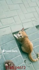 Natural way ♥️ #shorts #cat #natural #music #love @Star_14672