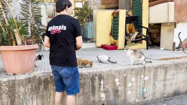 متطوعون يخاطرون بحياتهم لإنقاذ قطط من بين الركام في ضاحية بيروت الجنوبية