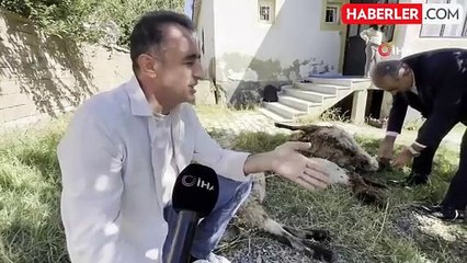 Yüksekova'da Başıboş Köpekler Koyunlara Saldırdı