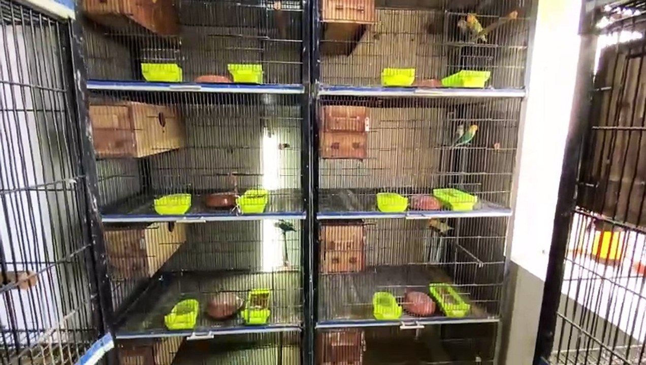 Lovebird Mutation Opaline Pale Fallow | Rare Breeding Guide & Expert Tips