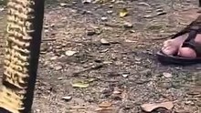 Snake catch