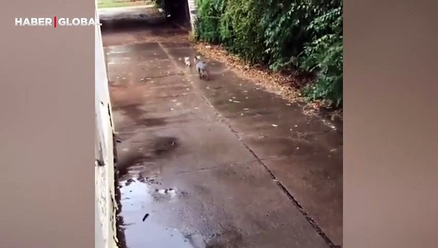 Sokakta yağmur altında ıslanan kediyi evine götüren köpeğin merhameti ağlattı