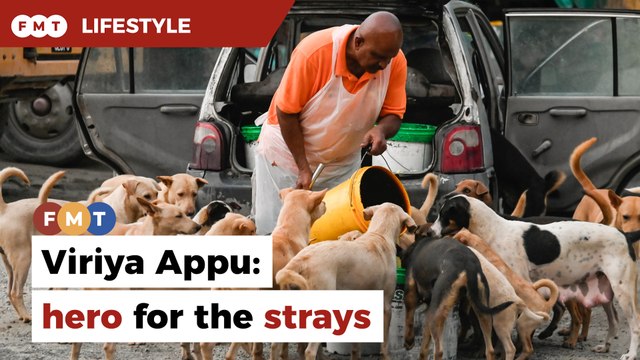 Viriya Raman and his deep love for strays