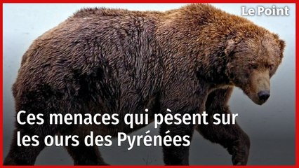 Ces menaces qui pèsent sur les ours des Pyrénées