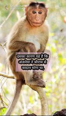 amazing facts about monkey