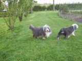 Promenade de mes chiens et d'Aponi une copine